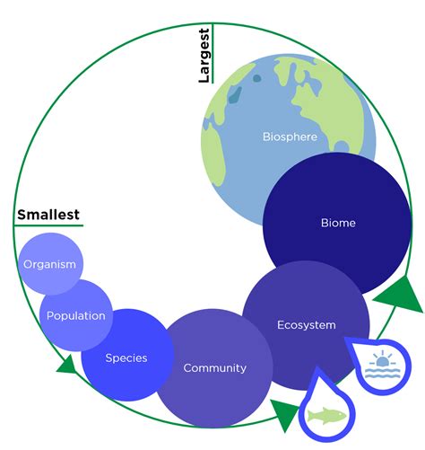 biosphere levels of ecological organization worksheet printable word