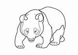 Panda Coloring Pages Bear Giant Adult Animals Kids Coloringbay Print sketch template