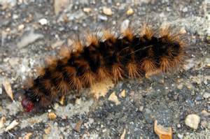 big hairy caterpillar on the seawall © john myers geograph britain