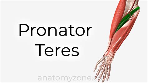 pronator teres origin insertion action  model anatomyzone
