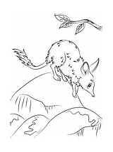 Mammals Quoll sketch template