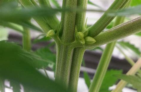 How To Tell Sex Of Cannabis Plants With Pictures Grow