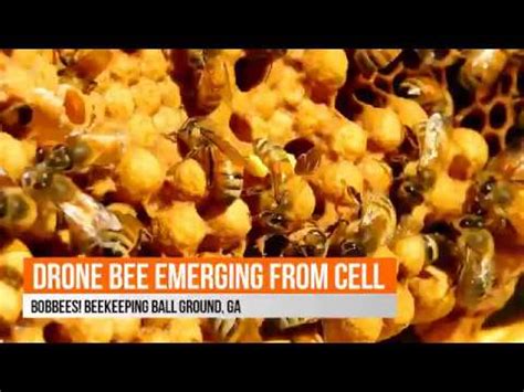 drone bee emerging   cell youtube