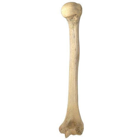 humerus labeling quiz