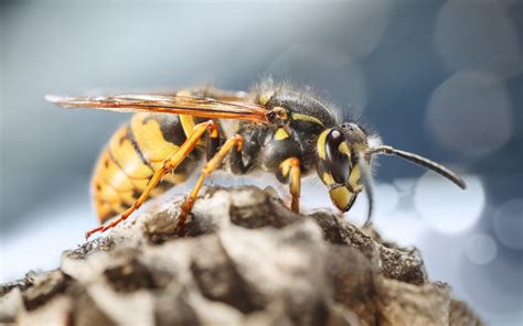 preventing paper wasps  nesting   home