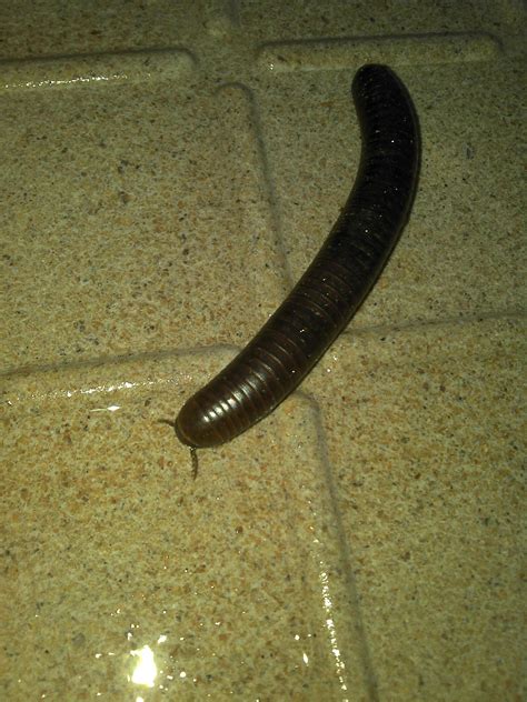 identification whats  hard brown bug  lots  legs    harm  veggies