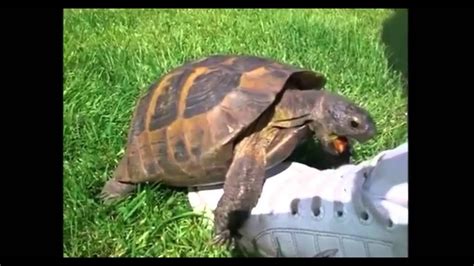 Turtle Having Sex With Shoe Remix Youtube
