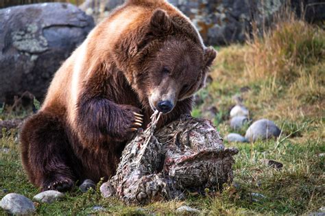 grizzly bears eat outdoor life
