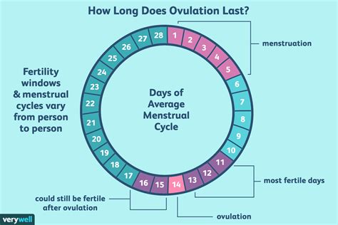 long  ovulation   fertile window