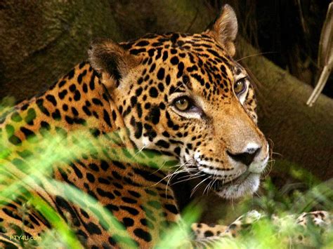 jaguar jaguars photo  fanpop