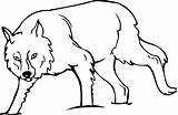 Colorat Wolf Lupi Lobo Lobos Planse Ausmalbilder Imagini Pintar Wilki Ausmalbild Ro Moose Drukuj Panou Alege Humanoid sketch template