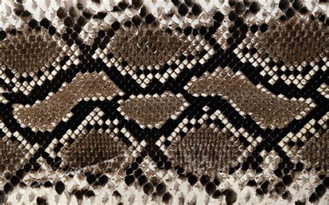 black  brown snakeskin textile background snake texture  p wallpaper