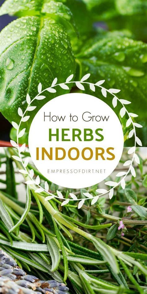 grow herbs indoors beginners guide empress  dirt indoor