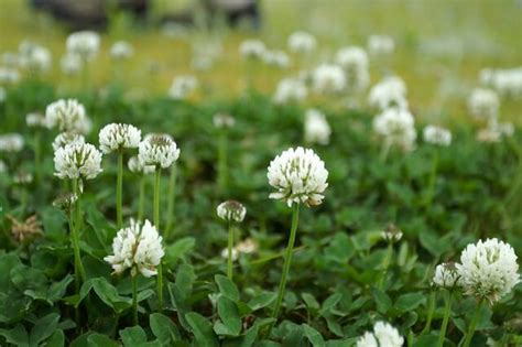white clover  sweet  nutritious edible weed eat  planet