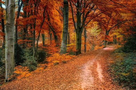 imagem gratis  pixabay outono distancia folhas colorido autumn