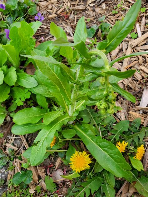 type  wild lettuce   dandelion