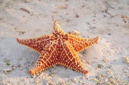 google image orange starfish stockphotoprocom beach decor starfish