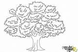 Tree Draw Realistic Coloring Step Steps Drawingnow sketch template