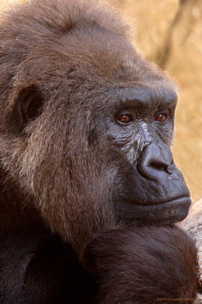 silverback pensive silverback great ape animals wild
