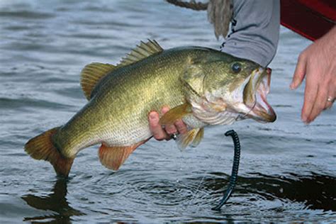 Tips To Catch A Trophy Bass In This Fall Whenever You Are