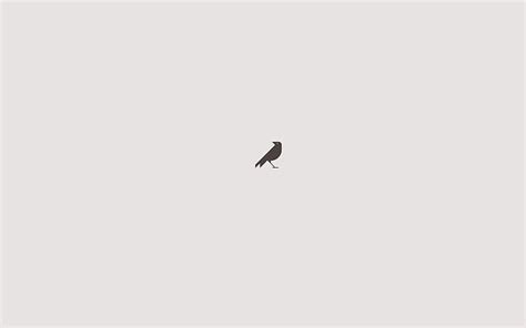 hd wallpaper minimalism simple background grey crow small