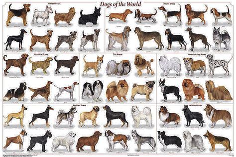 dogs   world poster