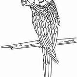 Hellokids Ausmalen Papagei Ara Dibujar Parrot Canary Ausmalbilder Pintados Loros Perroquet sketch template