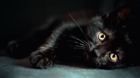 rueyada siyah kedinin eve girmesi ruyandagorcom