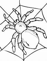 Insects Tarantula Spiders Spinne Insect Spiderman Ausmalbild Netart Justcolor Cera sketch template