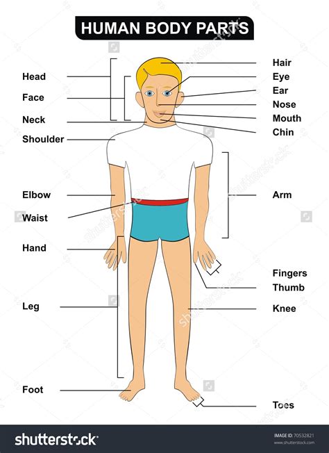 face parts body clipart  doctors clipground