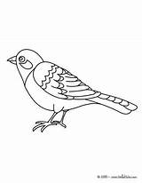 Nightingale Coloring Designlooter Bird Pages 35kb 470px Choose Board sketch template