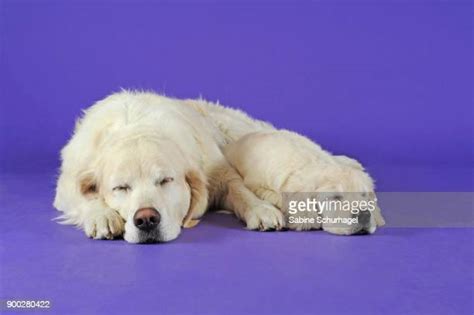 golden calf photos et images de collection getty images