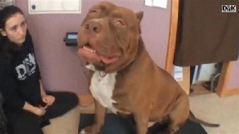 Video Huge Pit Bull Weighs Over 170 Pounds Woai