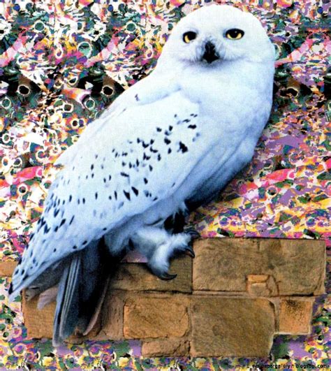 dreamy fantasy hedwig harry potter  wallpaper wallpaper gallery