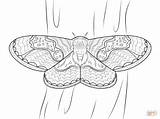 Moth Coloring Pages Cecropia Printable Leaf Drawing Ant Cutter Drawings Coloringbay Supercoloring sketch template