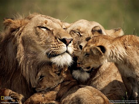 ライオンの親子、ケニア ナショナルジオグラフィック日本版サイト