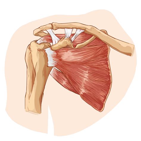 shoulder joint  target publications