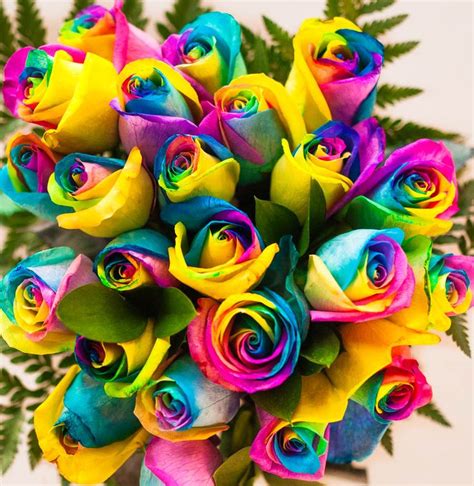 Rainbow Roses Rainbow Roses Colorful Roses Rose