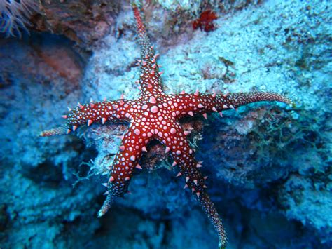 warming oceans   causing sea stars  drown