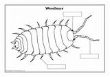 Labelling Minibeast sketch template