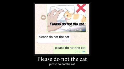 please do not the cat youtube