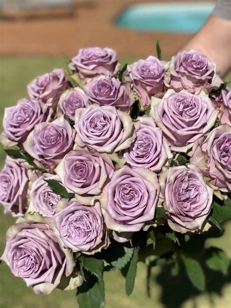 vintage lilac le peony flowers