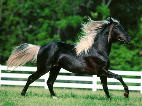 black horse animals wallpaper  fanpop