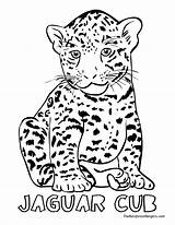 Coloring Pages Jaguar Animal Jungle Animals Drawing Cheetah Cub Land Outline Print Jaguars Jacksonville Printable Drawings Color Baby Simple Rainforest sketch template