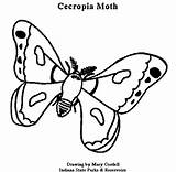 Coloring Moth Cecropia Tobacco Sheets 490px 33kb sketch template
