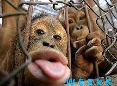 Kumpulan Meme Gambar Monyet Lucu Unik Aneh Di Dunia