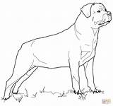Rottweiler Coloring Pages Dog Printable Drawing Pit Print Color Getdrawings Puppy Colorings Getcolorings Supercoloring Drawings Choose Board Silhouettes sketch template