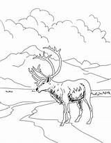 Pages Coloring Archaeology Caribou Getdrawings Getcolorings sketch template