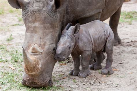 baby rhino rhinos photo  fanpop