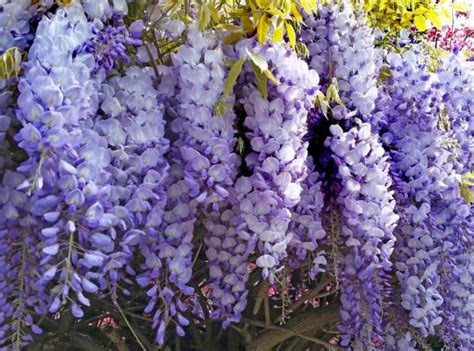 wisteria sinensis prolific